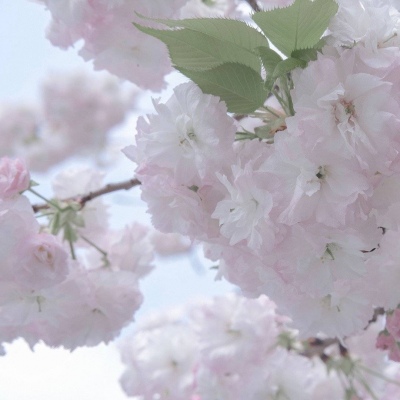 淅川福瑞交流群